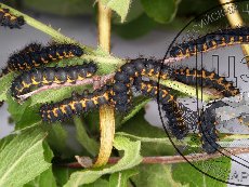 Павлиноглазка малая 003